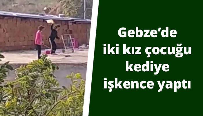 Kedi Işkence